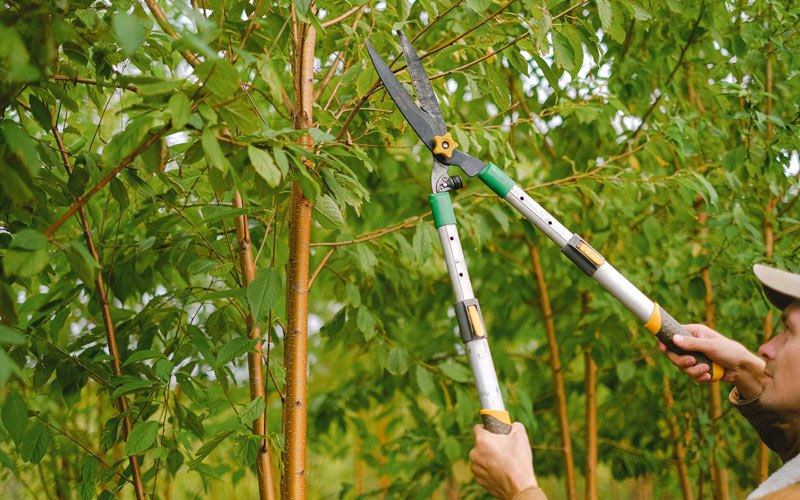 Tree trimming in Willow Hill, IL