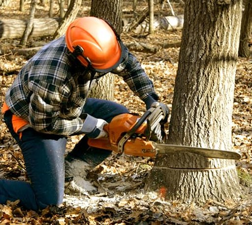 Tree Removal in Willow Hill, IL
